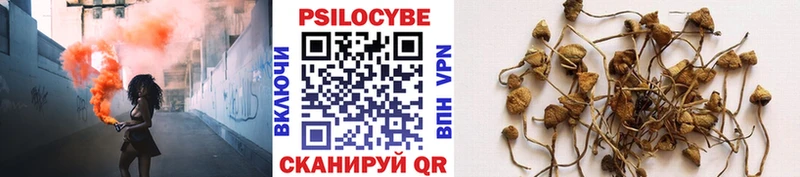 Галлюциногенные грибы Psilocybine cubensis купить закладку Светлоград